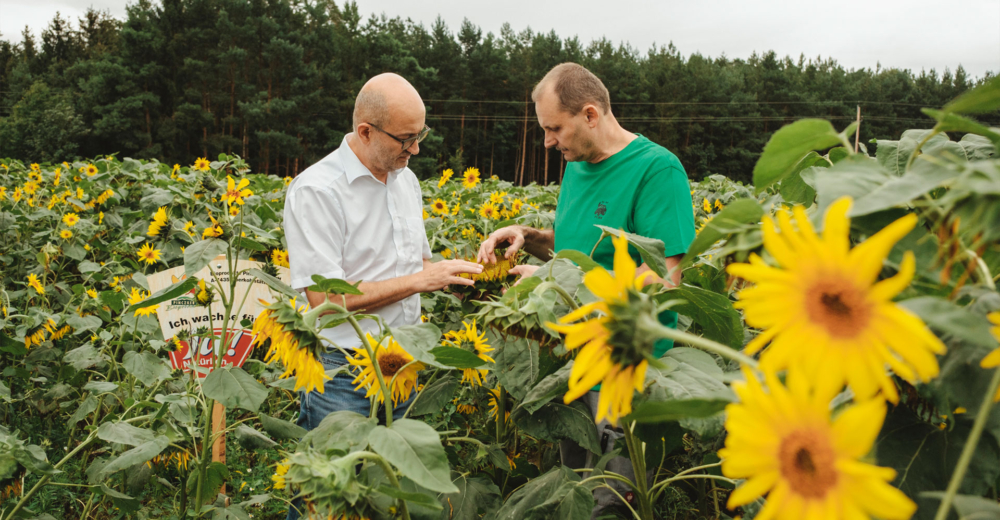 Bauer am Sonnenblumenfeld - Ja! Natürlich