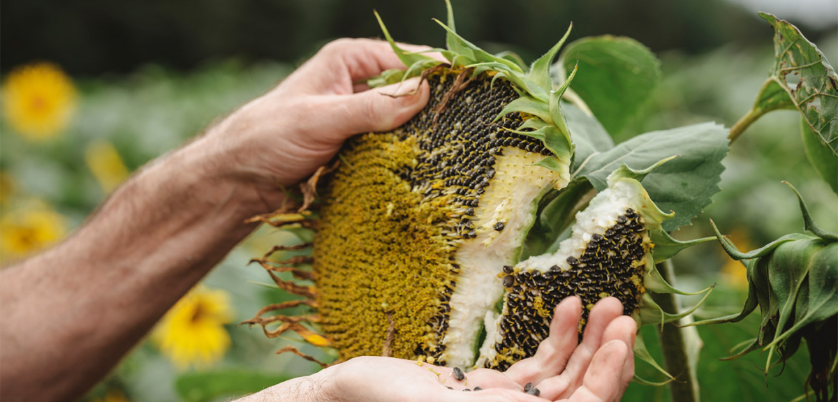 Sonnenblume aufgebrochen - Ja! Natürlich