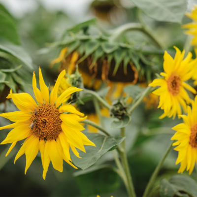 Sonnenblumen am Feld - Ja! Natürlich