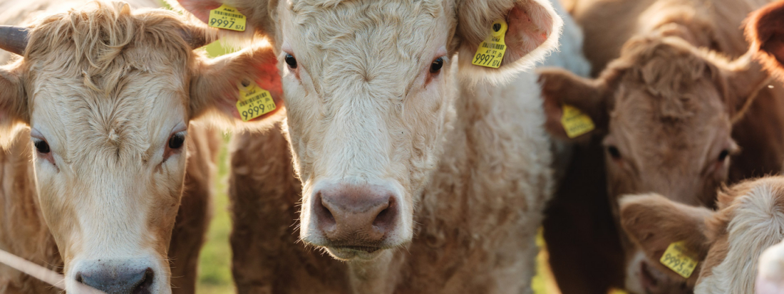 Ja! Natürlich Bio-Weide-Genussrinder: Artgerechte Aufzucht und aromatisches Fleisch