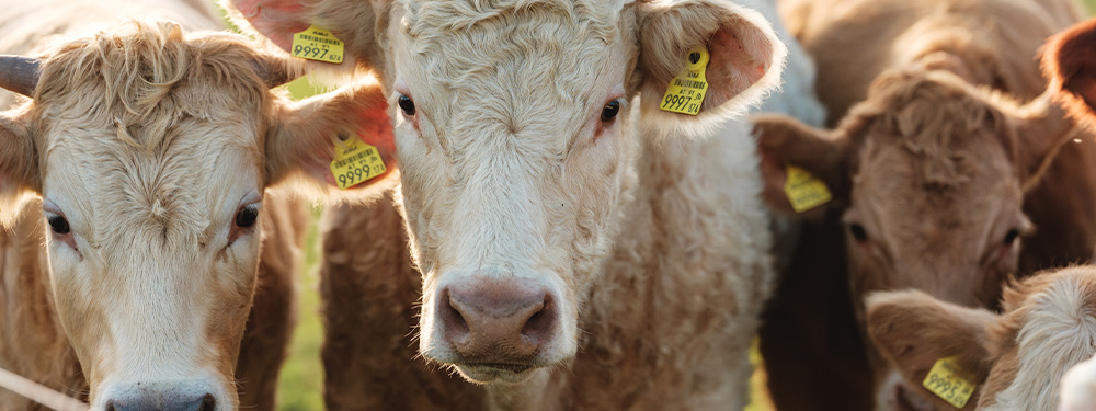 Rinder auf der Weide - Ja! Natürlich