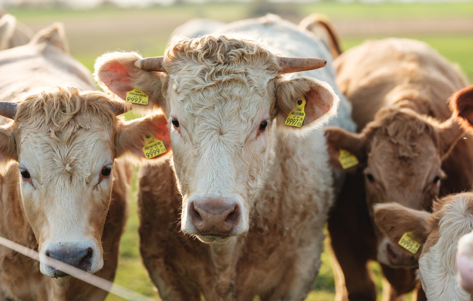 Ja! Natürlich Bio-Weide-Genussrinder: Artgerechte Aufzucht und aromatisches Fleisch