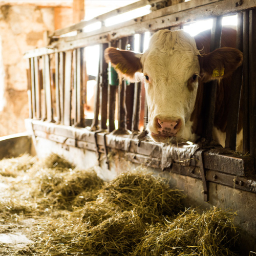 Rind im Stall bei der Fütterung - Ja! Natürlich