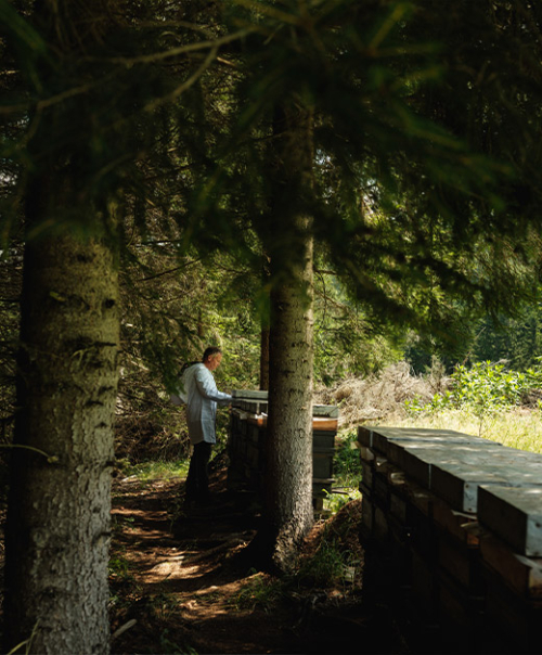 Eine Person steht in einem Waldstück und arbeitet an einem Bienenstock.