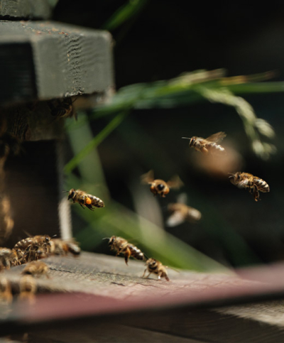 Bienen fliegen in einen Bienenstock.