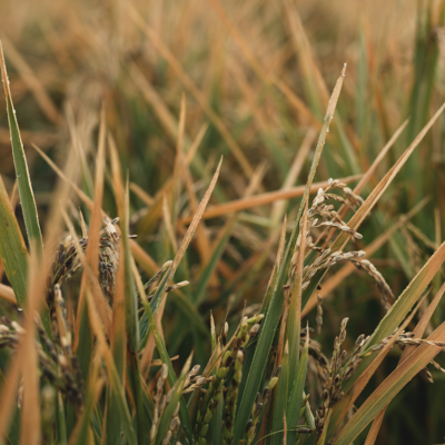 Bio-Reisähren von Erwin Unger - Ja! Natürlich