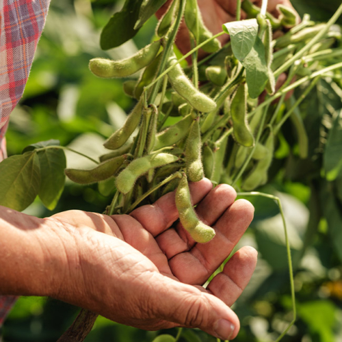 Edamame am Feld - Ja! Natürlich