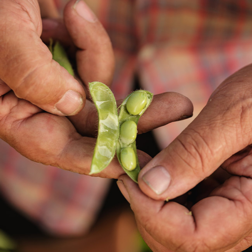 Edamame Schote geöffnet- Ja! Natürlich