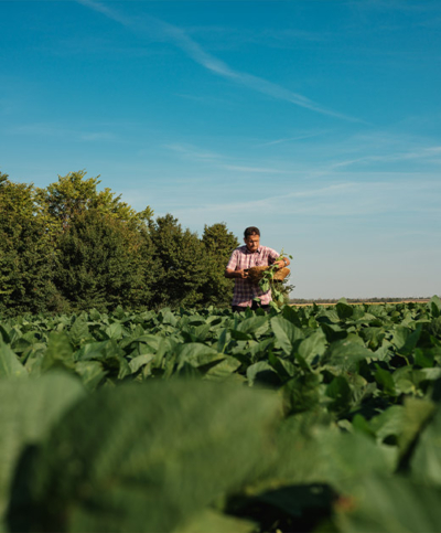 Bio-Bauer am Edamame Feld - Ja! Natürlich