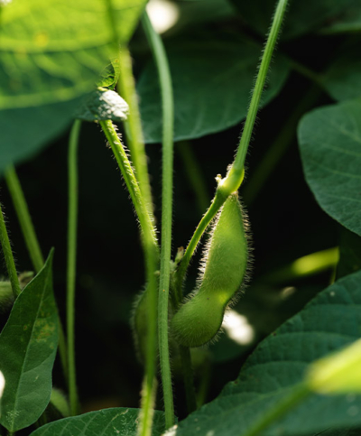 Edamame am Feld - Ja! Natürlich