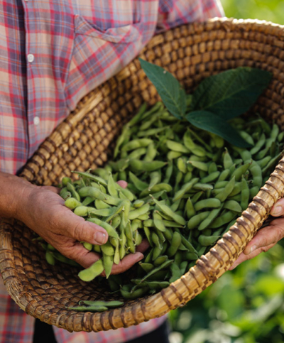 Edamame im Korb - Ja! Natürlich