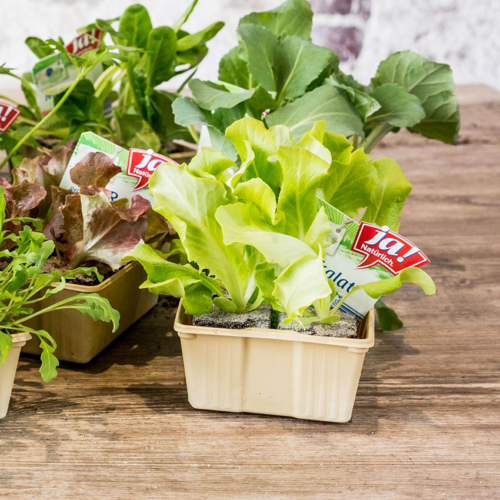 Ja! Natürlich Bio-Salatsetzlinge im Topf.