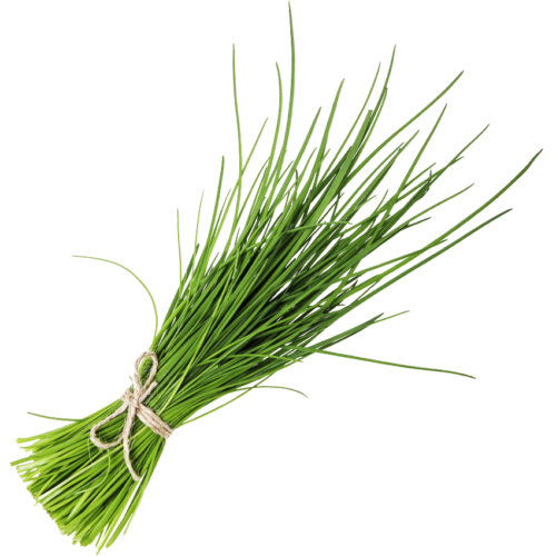 Ein Bund Bio-Schnittlauch.