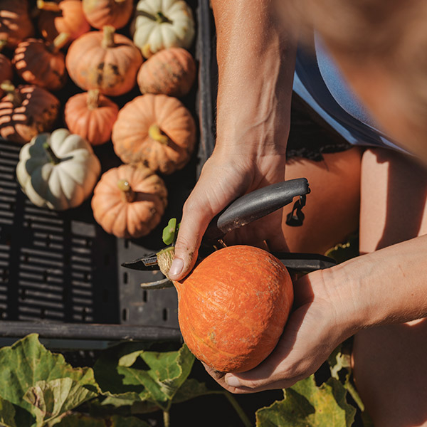 Kürbisse bei der Ernte - Ja! Natürlich