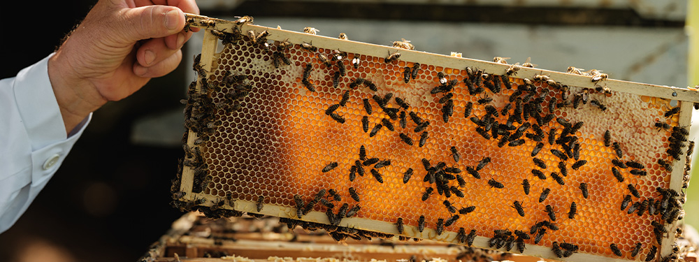Bienen im Bienenstock - Ja! Natürlich