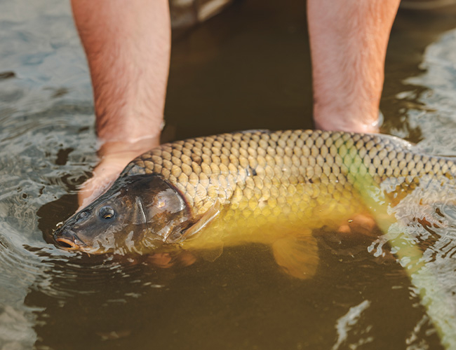 Waldviertler Karpfen in der Hand eines Fischers