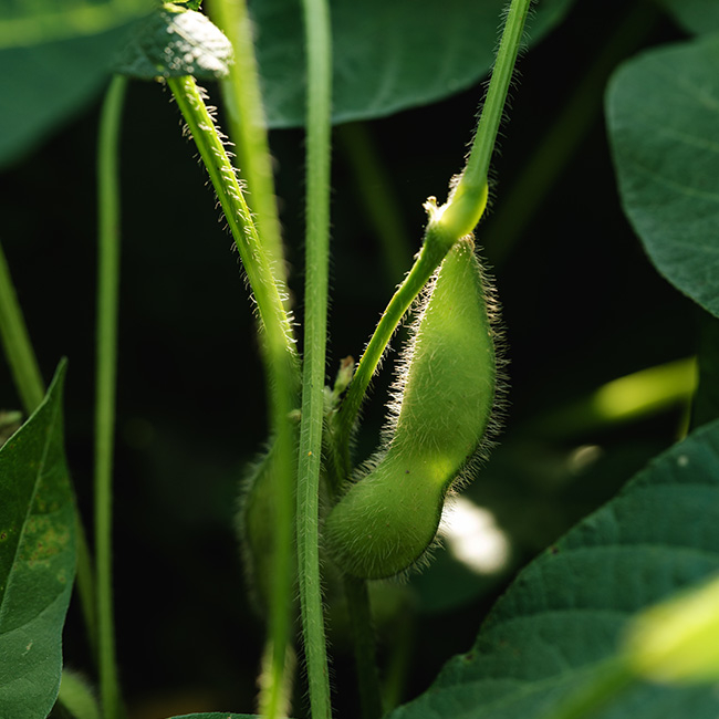 Bio-Edamame von Ja! Natürlich
