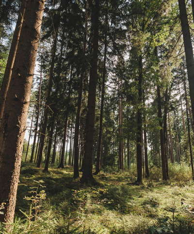 Wald im Waldviertel von Andreas Fischer-Ankern - Ja! Natürlich