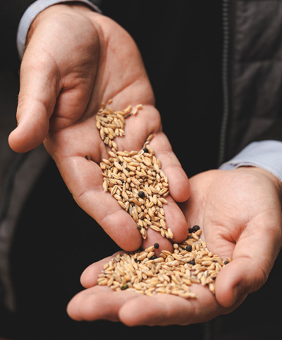 Karpfenfutter - Andreas Fischer-Ankern - Ja! Natürlich