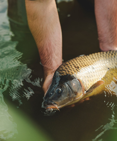 Waldviertler Bio-Karpfen - Ja! Natürlich