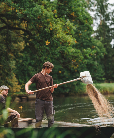 Waldviertler Bio-Karpfen Fütterung - Ja! Natürlich
