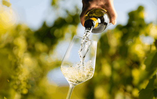 Bio-Wein zu welchem Essen? Bio-Wein von Ja! Natürlich