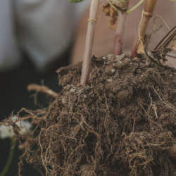 Bio-Erde und Wurzeln einer Pflanze.