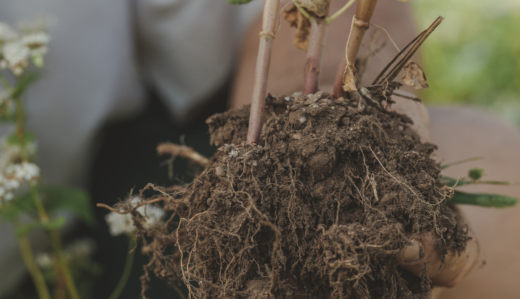 Bio-Erde und Wurzeln einer Pflanze.