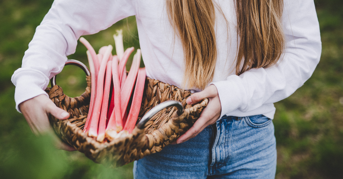 Jemand hält Bio-Rhabarber in einem Korb.