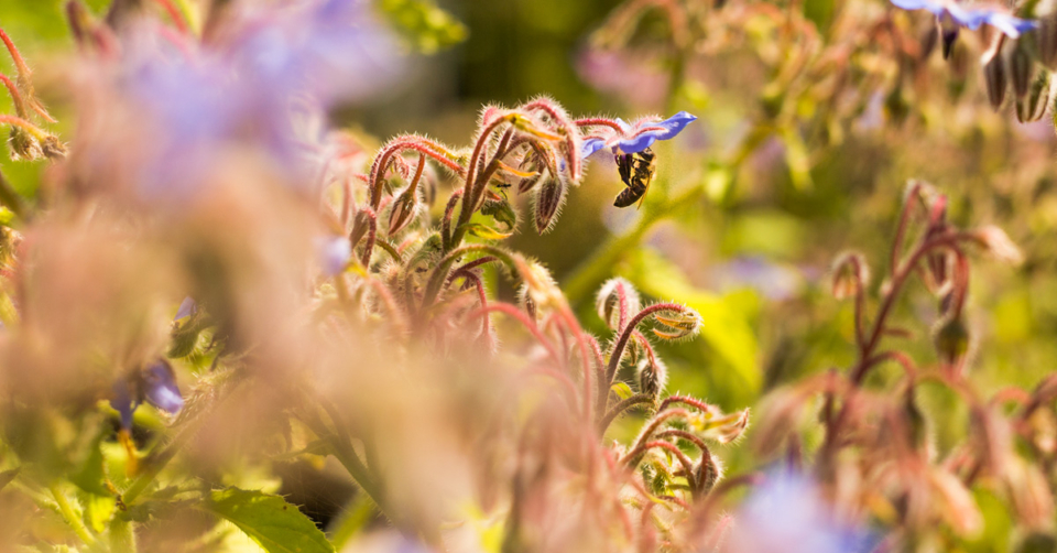 Was kann ich tun, um Insekten zu helfen?