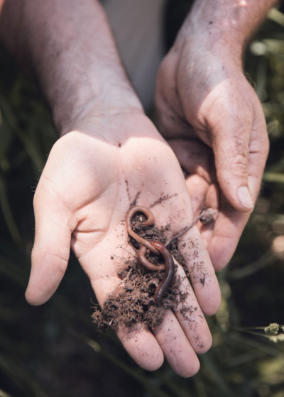 Jemand hält einen Regenwurm in der Hand.