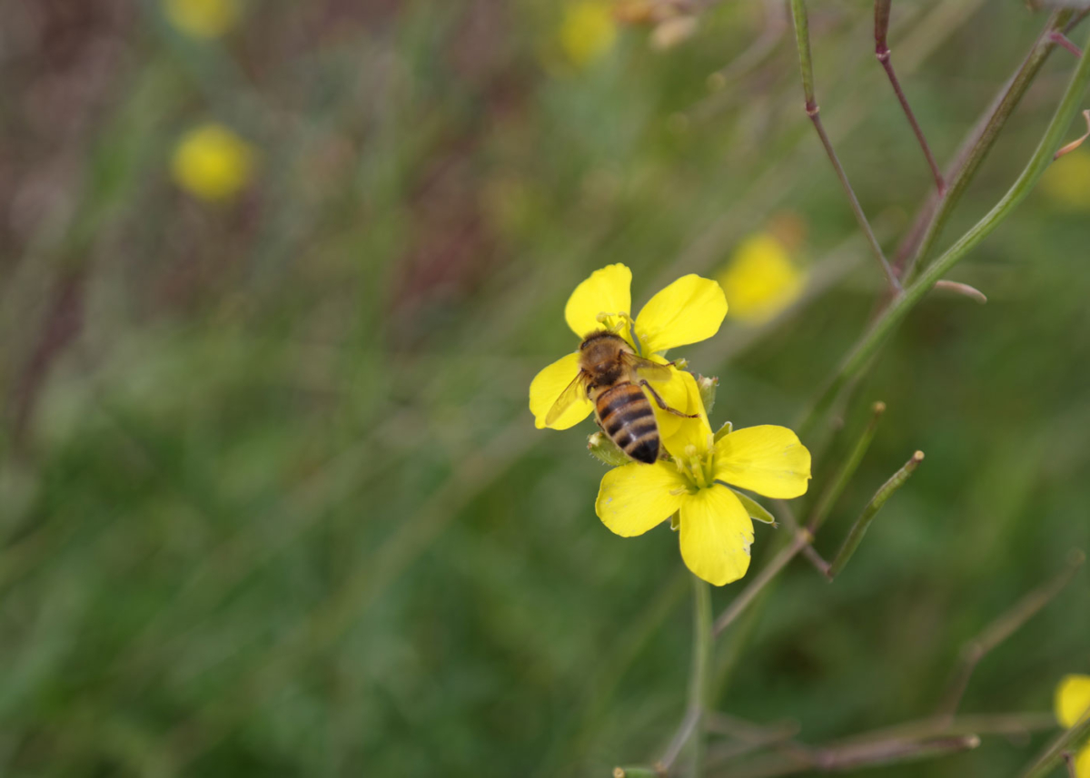 Eine Biene sammelt Nektar.