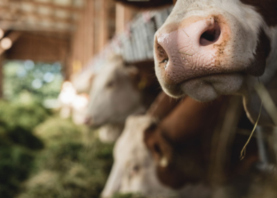 Nahaufnahme einer Bio-Kuh.