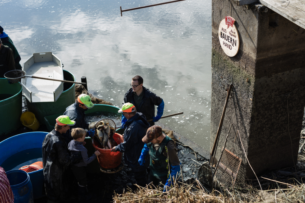Abfischfest bei dem Leute die Fische aus den Teichen holen