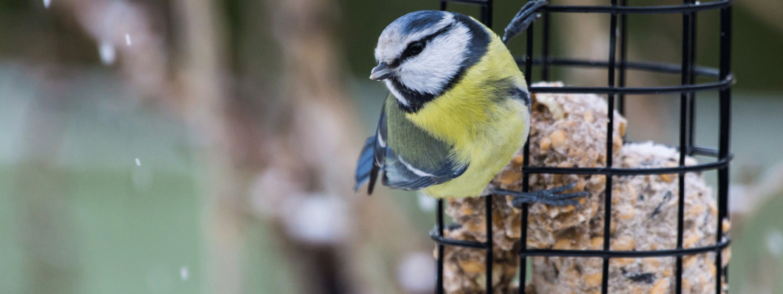 Nützlinge schützen mit einem Winterparadies für Vögel