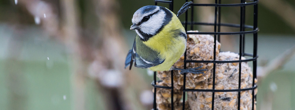 Tipps für Nützlinge im Winter von Ja! Natürlich