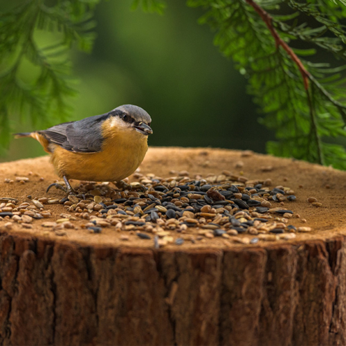 Tipps für Nützlinge im Winter von Ja! Natürlich