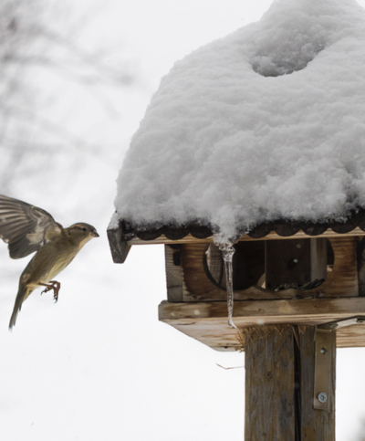 Tipps für Nützlinge im Winter von Ja! Natürlich