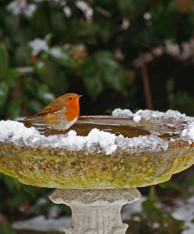 Tipps für Nützlinge im Winter von Ja! Natürlich