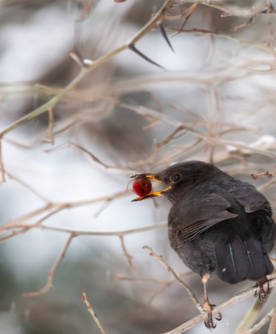 Tipps für Nützlinge im Winter von Ja! Natürlich