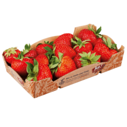 Bio-Erdbeeren