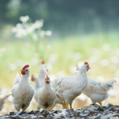 Bio-Hühner auf einem Feld.