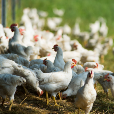 Bio-Hühner auf einem Feld.