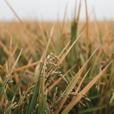 Nahaufnahme eines Getreidefelds.