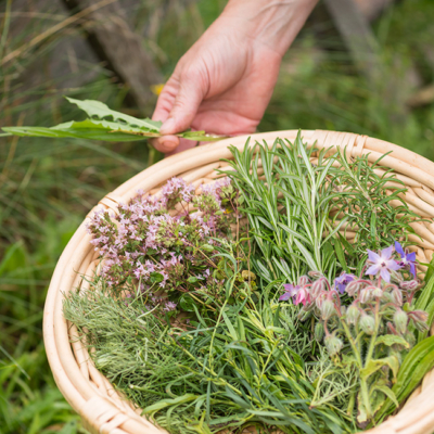 Jemand pflückt Kräuter in einem Korb.
