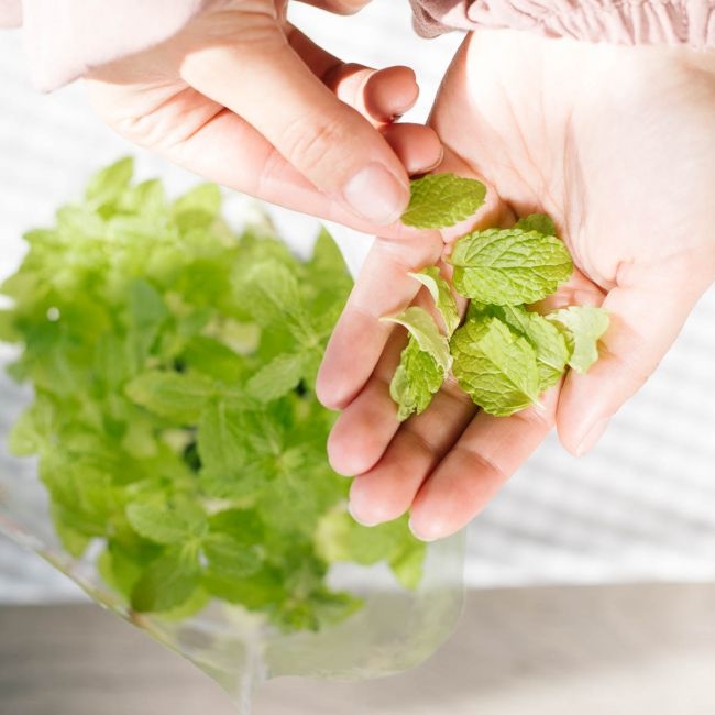 5 Ideen um Kräuter-Reste sinnvoll weiter zu verwerten