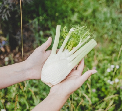 Ja! Natürlich Bio-Fenchel wird in Händen gehalten