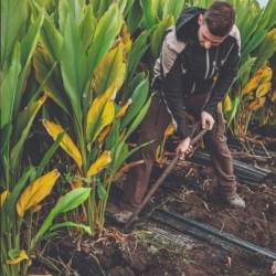 Kurkuma Ernte am Feld - Ja! Natürlich
