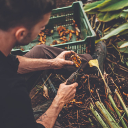 Kurkuma Ernte in Handarbeit - Ja! Natürlich