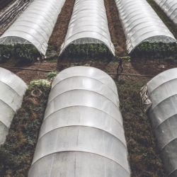 Kurkuma Anbau - Ja! Natürlich